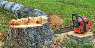 How Our Tree Care Process Works  in  Crystal Lake, FL