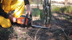 Best Tree and Shrub Care  in Crystal Lake, FL