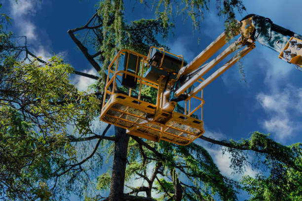 Best Tree Trimming and Pruning  in Crystal Lake, FL