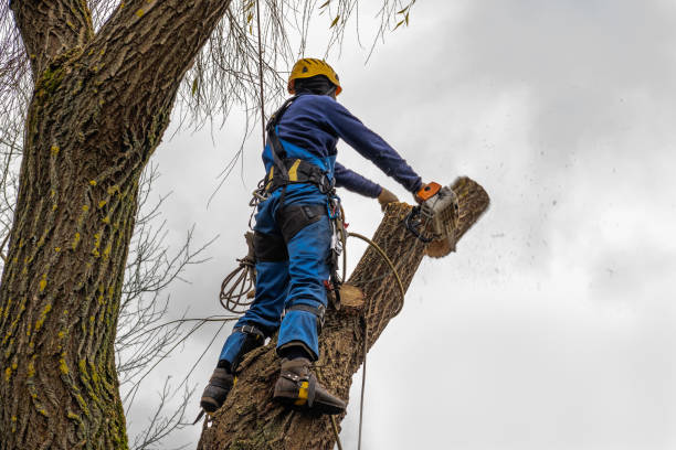 Trusted Crystal Lake, FL Tree Removal Experts