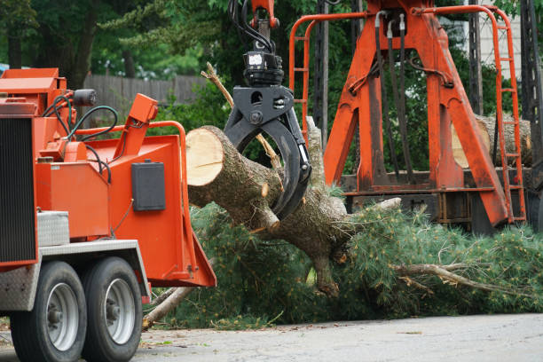 Best Hazardous Tree Removal  in Crystal Lake, FL
